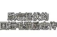 美国短毛猫：从悲壮血泪到颜值经济的转变