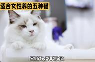 五种最适合女性养的猫咪：波斯猫、布偶猫、伯曼猫等