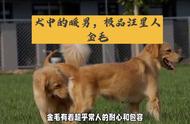 公认的三大无攻击犬种之一，金毛犬是否容易引发家庭破坏？