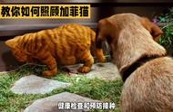 如何精心照料一只迷人的加菲猫？