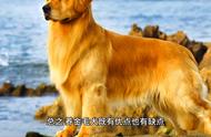 金毛犬的优点和缺点：全面解析