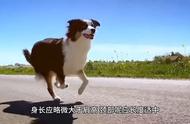 边境牧羊犬选择指南：养狗小常识分享