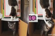 虎斑猫的突然袭击：从上方偷袭同伴下巴！