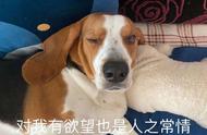 揭秘：为何养狗首选“比格犬”？