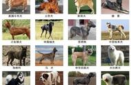 大连官方解答：中华田园犬为何被列为禁养犬种？