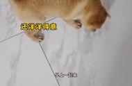 中华田园犬：中国的骄傲