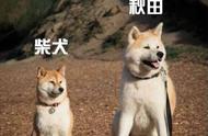 柴犬与秋田犬：哪个更适合养？两种狗狗都不容易