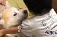 8岁的秋田犬仍想与爸爸共眠，小主人无法将其分开