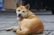 六大禁忌犬种，即使财富丰厚也不建议轻易选择