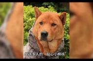 中华田园犬：我们身边的忠诚伙伴