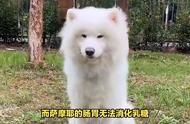 萨摩耶犬养护的四大要点