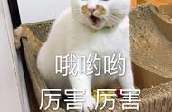 你家有这几种“通人性”的猫吗？猫界中的佼佼者！