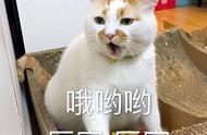 五大“笨猫”排行榜，你家的猫咪上榜了吗？