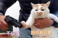 难以驯服的猫咪：养了之后又想退货的难养之处