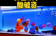 水族馆的瑰宝：观赏鱼的魅力