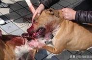 全球十种最凶猛犬种排行：美国比特犬力压狮虎豹