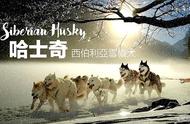 哈士奇：不仅是雪橇能手，也是耕地好帮手