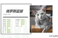 俄罗斯蓝猫：俄蓝的魅力探索