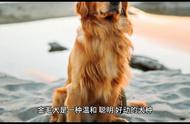 纯种金毛犬：选择、养护与陪伴的完美结合