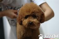 茶杯泰迪犬新手饲养指南