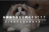 揭秘布偶猫价格：为何售价悬殊如此之大？