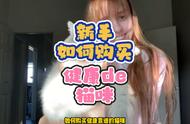 新手养猫指南：如何选购布偶猫？