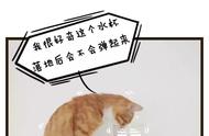 揭秘！猫为什么总是把杯子打翻？