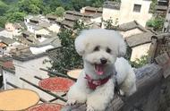 比熊犬的旅行记忆：与主人共度美好时光