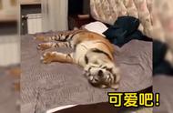 探索玩具虎猫的独特魅力