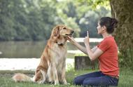 深度解析：训犬基地、上门与视频教学哪种方式更优？