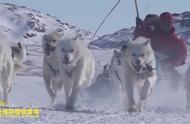 探索北极冰雪世界中的萌宠：阿拉斯加犬的勇敢与忠诚