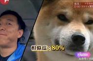 揭秘狗界“黄渤”柴犬的魅力与特点