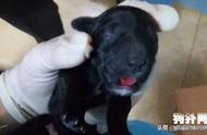 高龄蝴蝶犬难产：医生的坚持与生命的奇迹