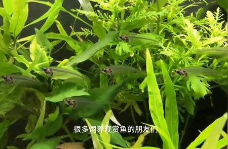 玻璃猫鱼独特饲养指南，让你成为养鱼达人!