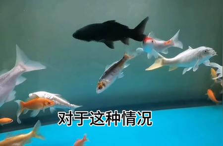 观赏鱼的魅力：多彩水族的奇妙世界