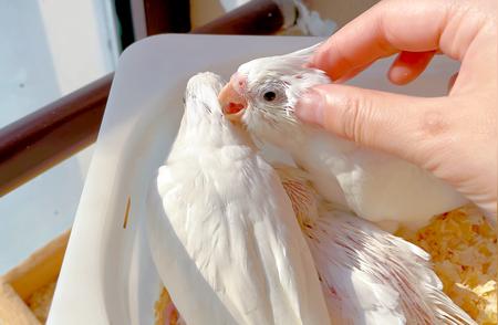 鹦鹉全方位饲养手册：从饮食到日常呵护