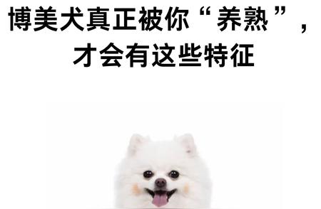 博美犬‘养熟’后有哪些独特特征？