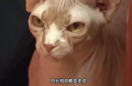 揭秘：猫为何会反常发狂攻击主人？