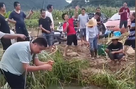 广西暴雨袭击，鱼塘鲈鱼大规模逃逸！