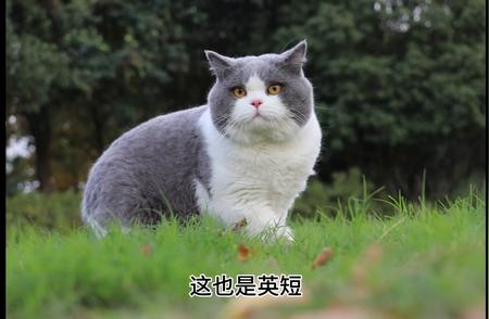 英国短毛猫英短名称的由来