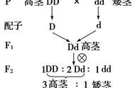 黄喉龟繁育秘诀大揭秘