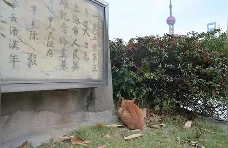 小区流浪猫管理难题解析：如何温暖解决？