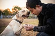 上海训犬师的专业日常：探索狗狗训练的奥秘