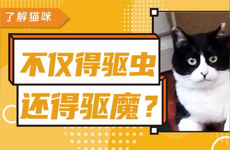 奶牛猫神经质吗？解读猫性格的真相