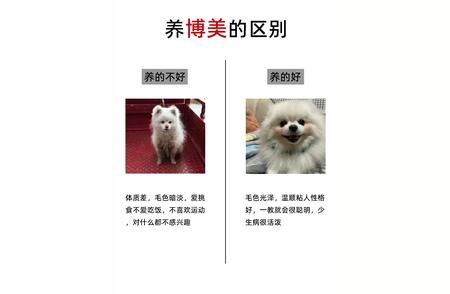 博美犬的优缺点：养宠新手指南