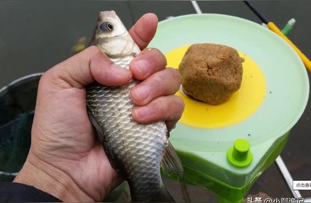 野钓没口？饵料巧添秘诀大解析