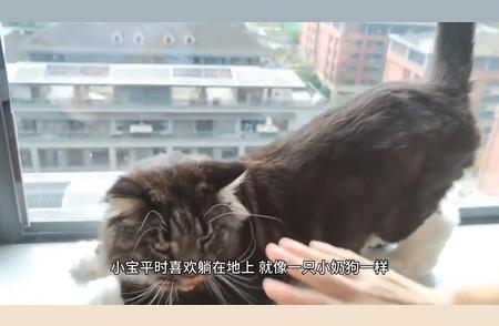 猫咪的世界：探索猫科动物的神秘面纱