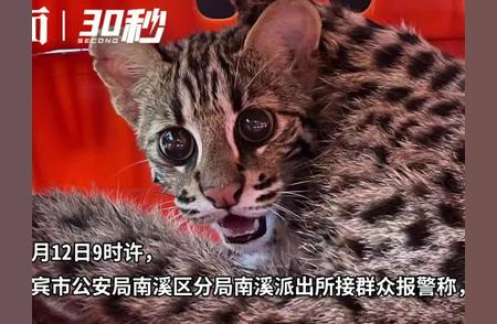 四川宜宾南溪惊现豹猫，健康检查后将放归自然