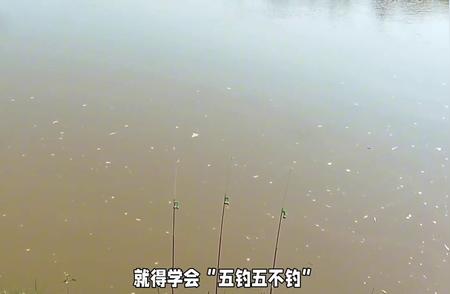 钓鱼新潮流：五钓五不钓背后的故事