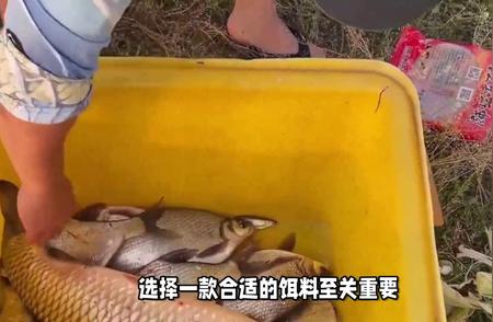 揭秘鱼梦谷饵料奥秘：为何鳊鱼疯狂咬钩？